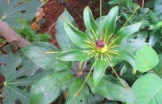 重楼娱乐吃瓜,揭秘娱乐圈最新“吃瓜”事件 第1张 重楼娱乐吃瓜,揭秘娱乐圈最新“吃瓜”事件 第1张